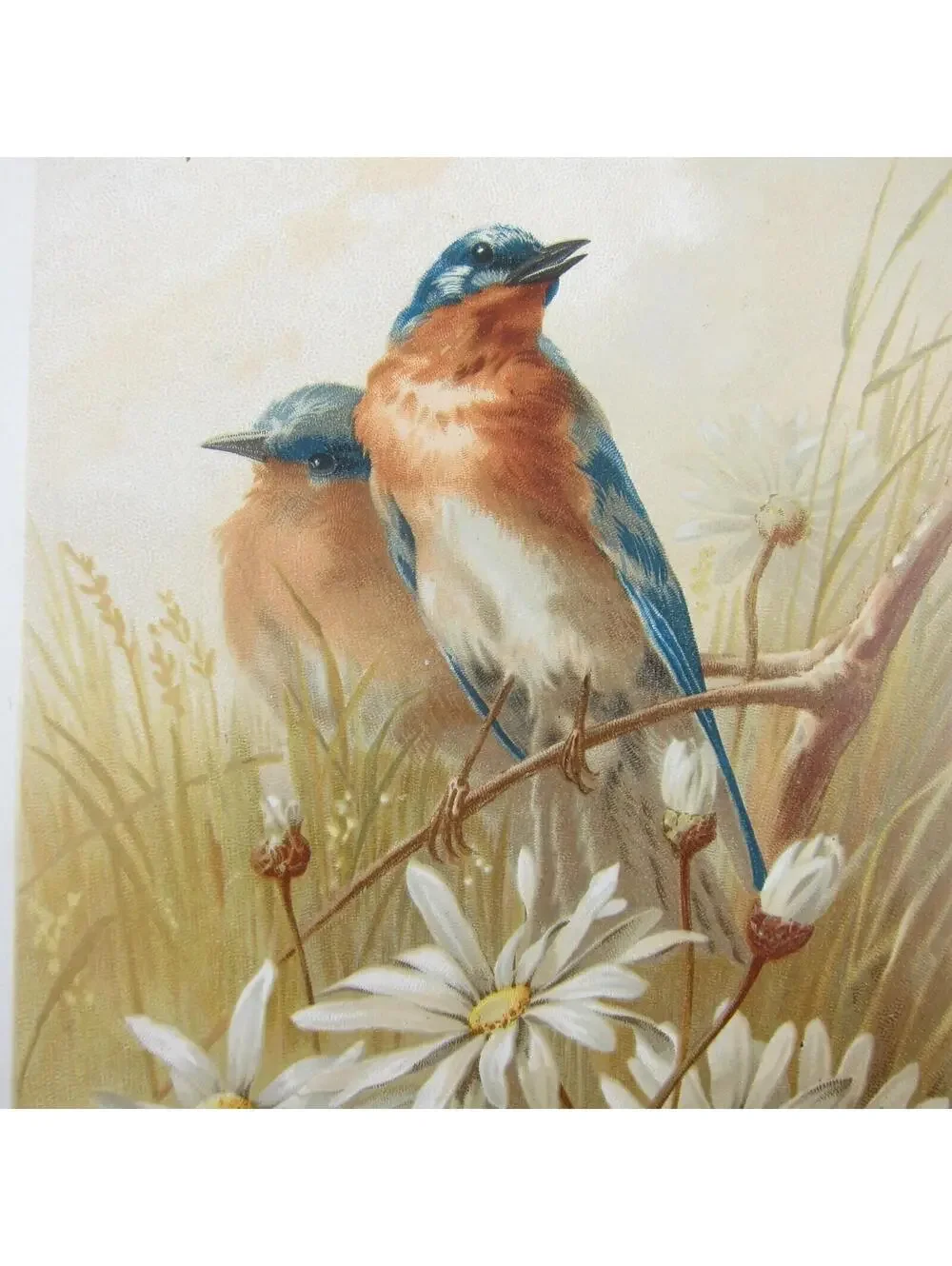 Victorian Greeting Card Congratulations Blue Birds & Daisy Flowers Antique 1884